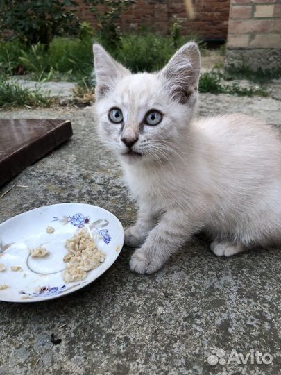 Кошка в дар бесплатно