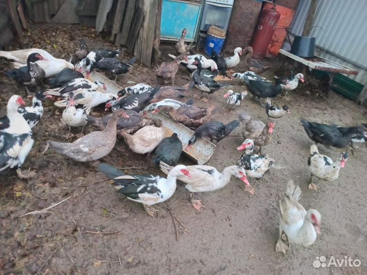 Домашние утки