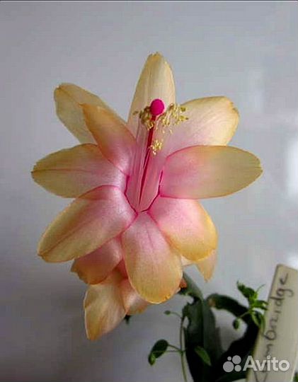 Цветы декабриста, шлюмбергера