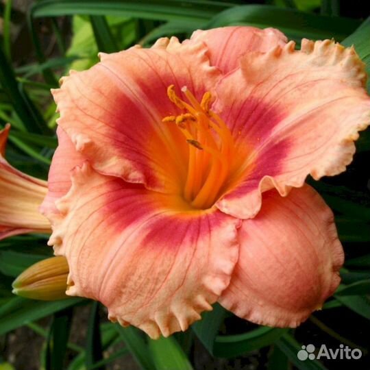 Лилейники Строберри Кэнди