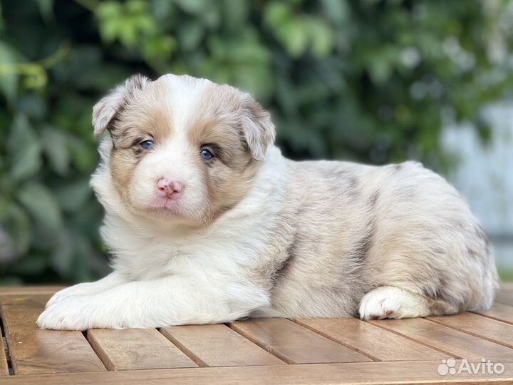 Щенки бордер колли