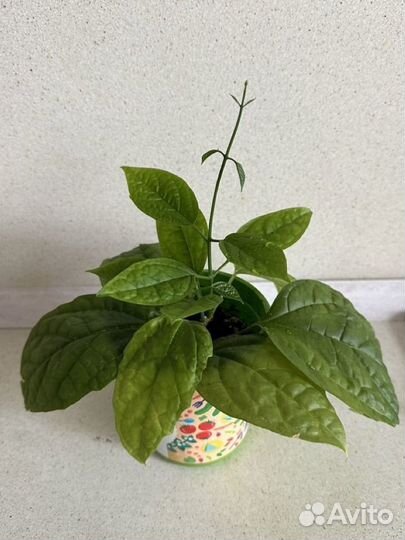 Клеродендрум томпсон