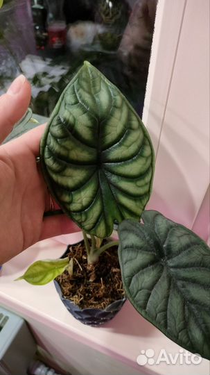 Алоказия шкура дракона детка