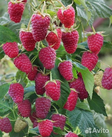 Малина ремонтантная