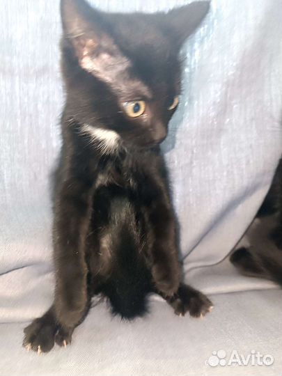 Черный котенок