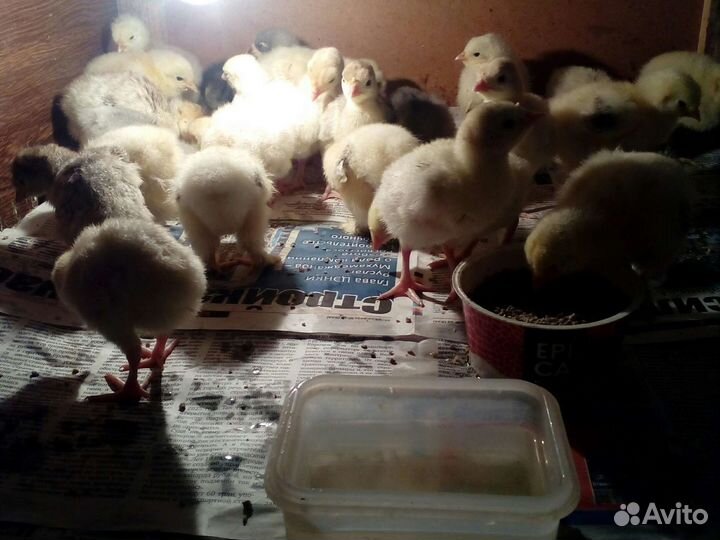 Индоутята,цыплята,индюшата