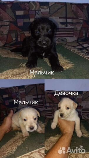 Собака щенки щенок верный друг в добрые руки