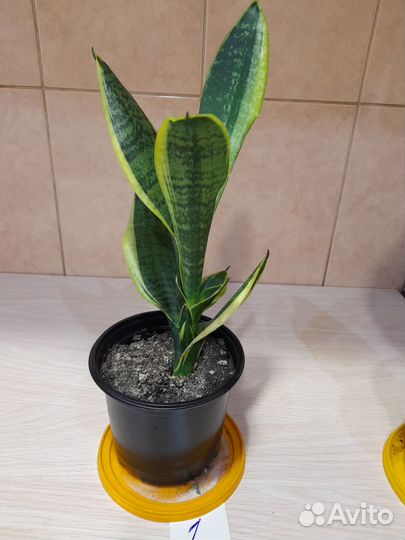 Продам цветы домашние