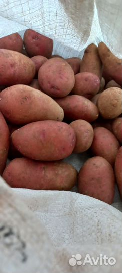 Картофель ямный