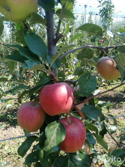 Яблоки галла девил