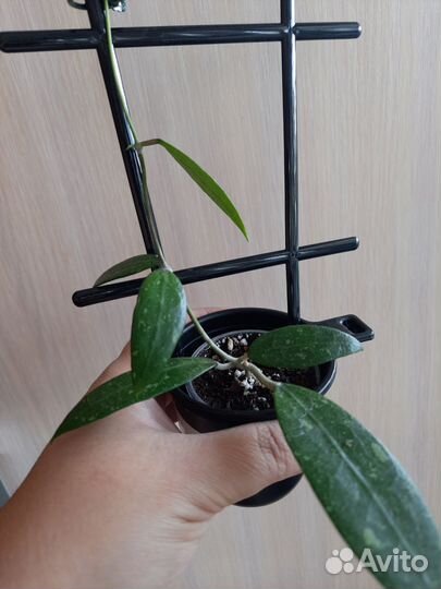 Хойя Hoya australis и другие 22.09