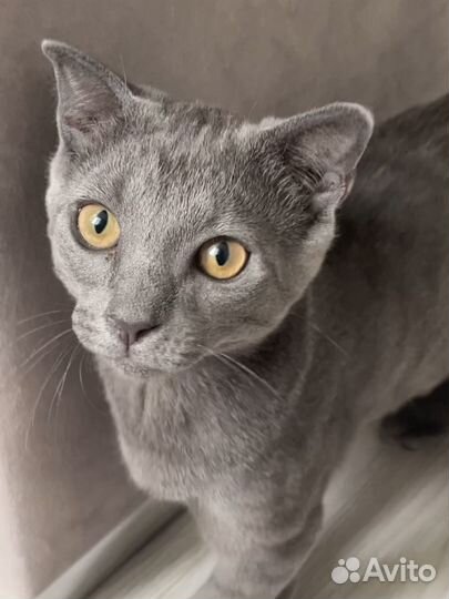 Котенок