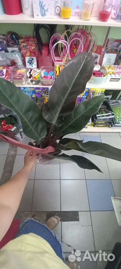 Филодендрон