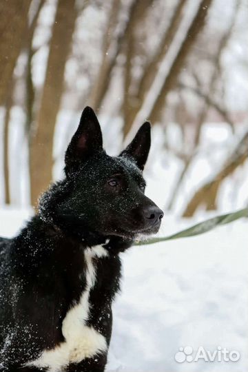 Собака в добрые руки отдам бесплатно