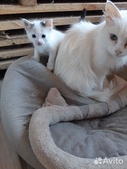 Котёнок в дар