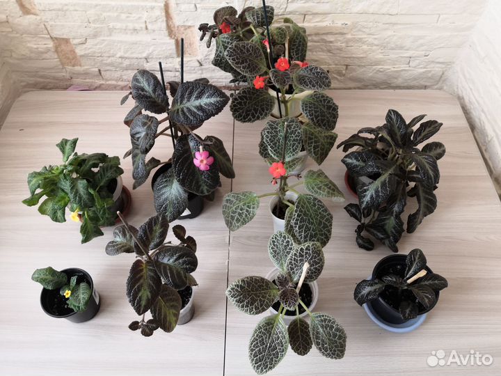 Цветы комнатные Декабрист, Эписция и Фикус