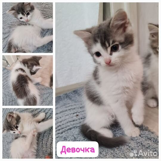 Кошка в дар бесплатно