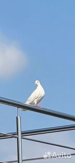 Голубь домашние