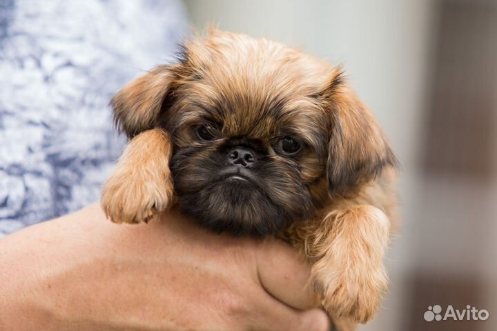 Брюссельский гриффон