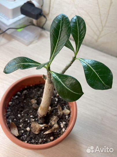 Адениум взрослый