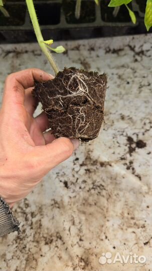 Рассада помидор