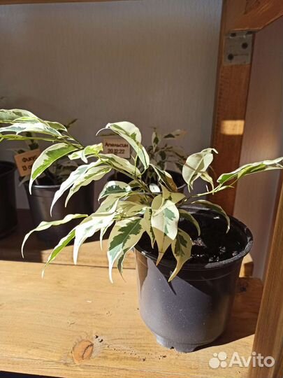 Фикусы бенджамина мунлайт цветы 25, 35 см