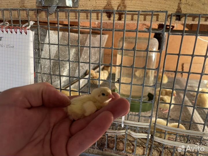 Перепела Техасский перепел