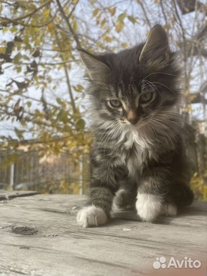 Милый бездомный кот