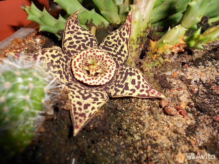 Суккуленты