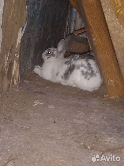 Кролик бабочка