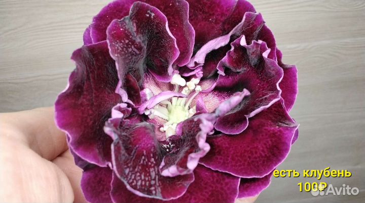 Глоксинии клубни