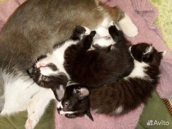 Отдам Котяток