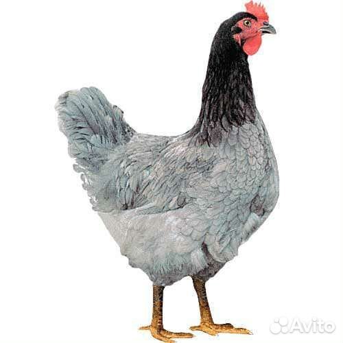 Курочки молодки