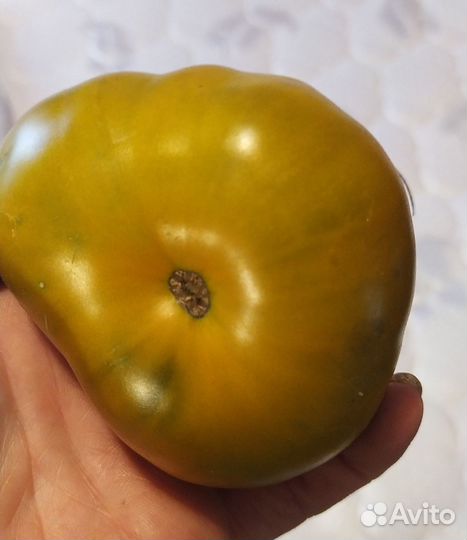 Семена сортовых томатов разного цвета