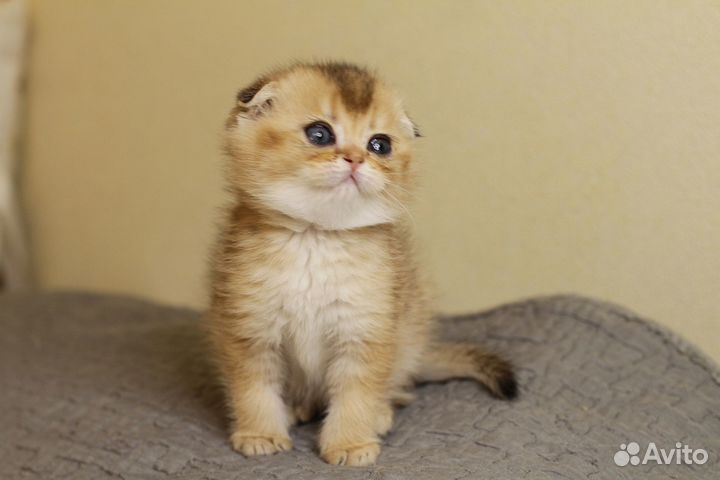 Шикарные золотые шиншиллы