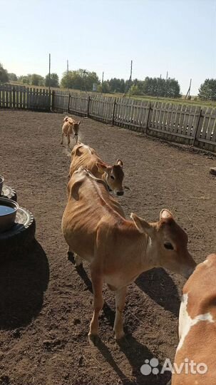 Джерсейская нетель, телочки