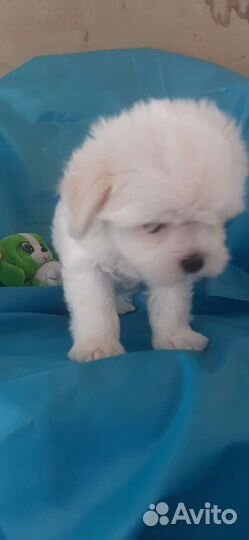 Мальтезе девочка документы РКФ