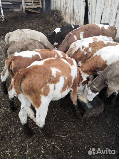 Телята телочки