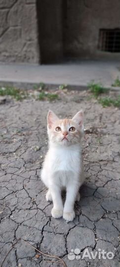 Рыжий котенок