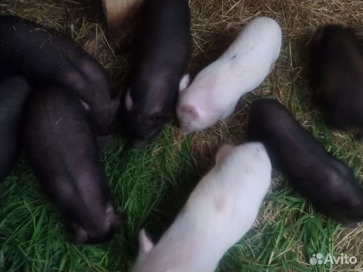 Вьетнамские поросята