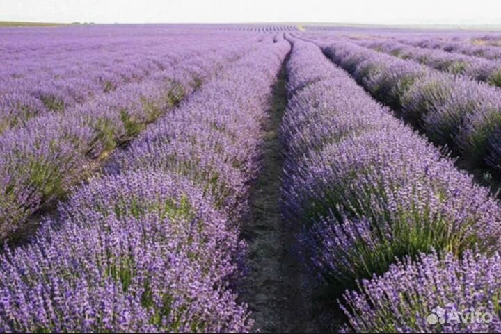 Лавандовое натуральное эфирное масло