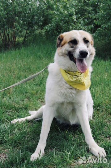 Невероятная Скарлетт живёт в приюте