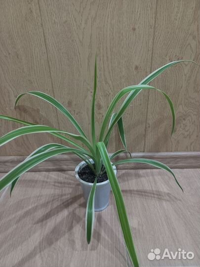 Хлорофитум