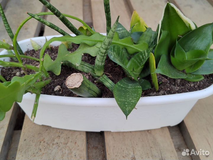 Эпифиллум марниера, угловатый