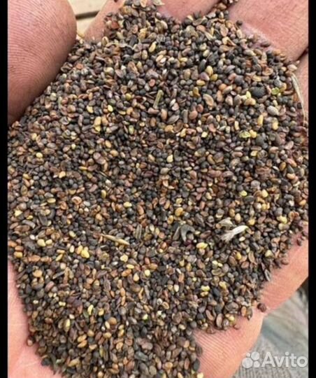 Семена люцерны массовая репродукция