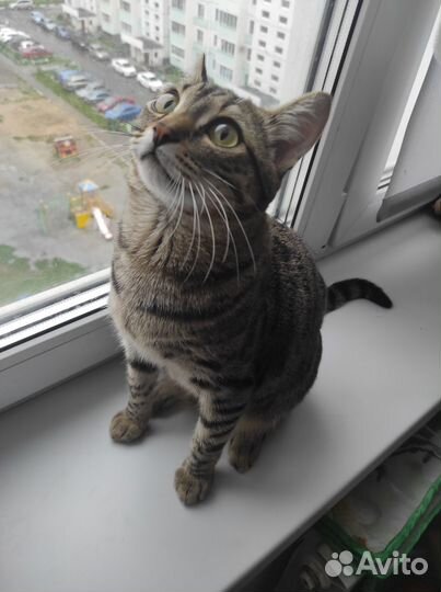 Котик в добрые руки