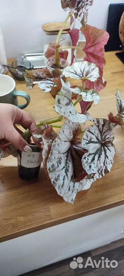 Бегония тайская