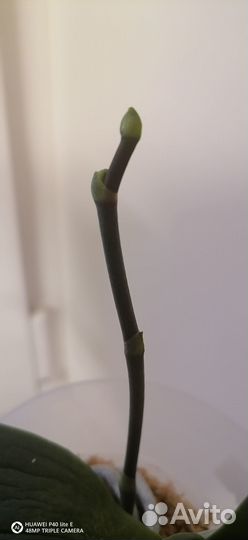 Орхидея фаленопсис дикий кот