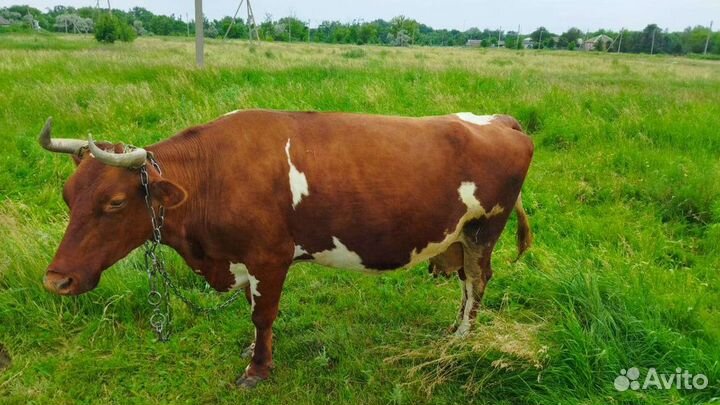 Корова стельная