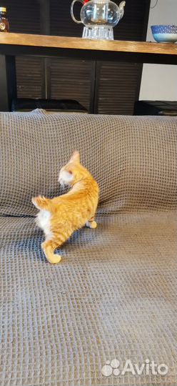 Кошки курильский бобтейл